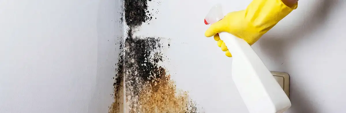 visible mold growth on an interior wall being treated during mold removal service in Los Angeles, CA